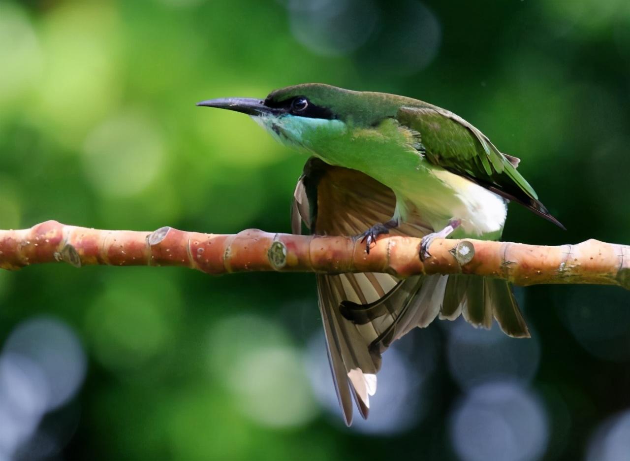 屠夫出装备有哪些技巧？如何选择最佳装备提升战斗力？