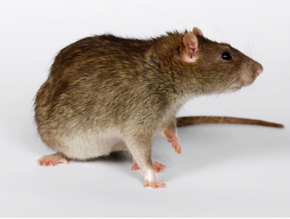 老鼠出装有哪些技巧？如何提升伤害达到最高？