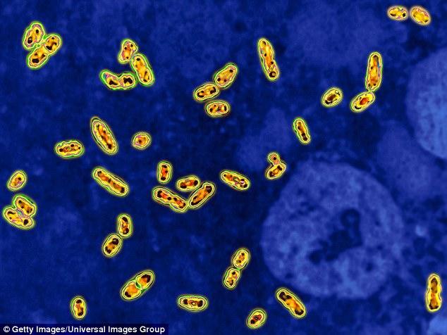 老鼠最强出法是什么？如何选择最佳爆发出装？